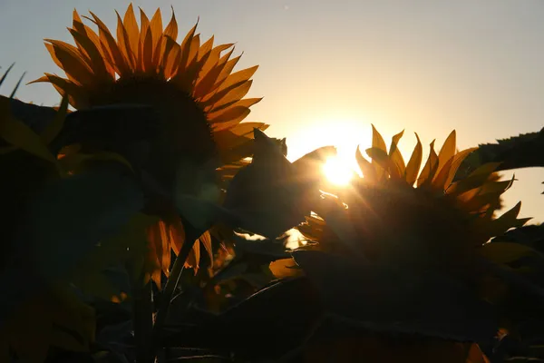 Ayçiçeği (Helianthus annuus) çiçeği. Çiçek açmadan önce, ayçiçeği bitkileri fotosentez için daha fazla güneş ışığı elde etmek amacıyla gün boyunca güneşe doğru eğilirler..