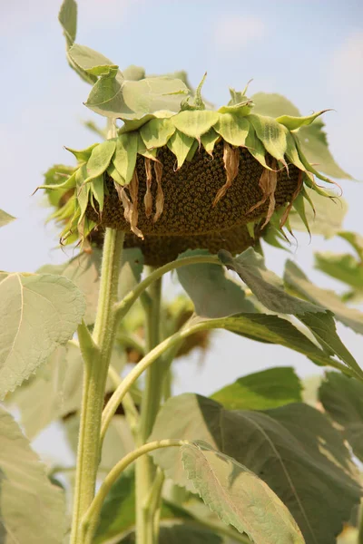 Ayçiçeği (Helianthus annuus) çiçeği. Çiçek açmadan önce, ayçiçeği bitkileri fotosentez için daha fazla güneş ışığı elde etmek amacıyla gün boyunca güneşe doğru eğilirler..