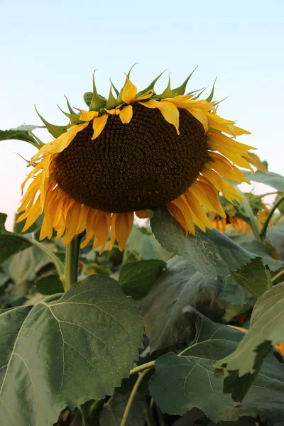 Ayçiçeği (Helianthus annuus) çiçeği. Çiçek açmadan önce, ayçiçeği bitkileri fotosentez için daha fazla güneş ışığı elde etmek amacıyla gün boyunca güneşe doğru eğilirler..