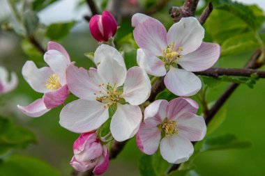 Bahar Çiçeği Bahçesi)