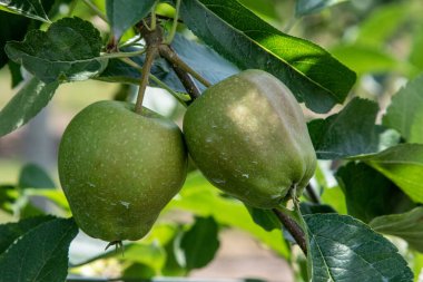 Yoğun elma tarımı bahçesi