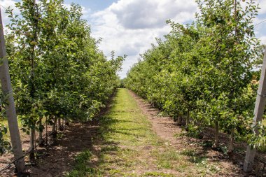 Yoğun elma tarımı bahçesi