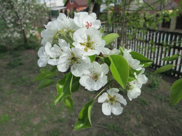 Spring Blooming Garden Flowering Garden — Stock Photo, Image