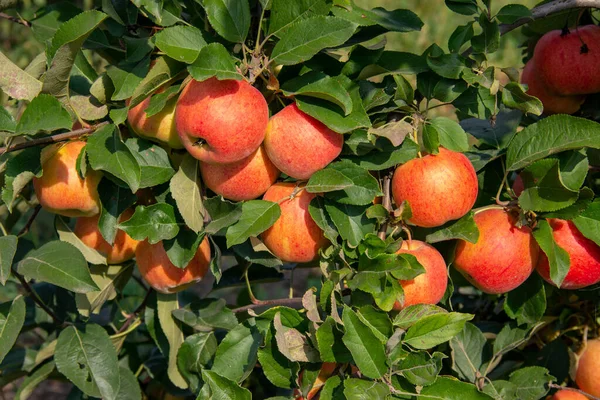 Intensive Apple Agriculture Orchard — Stock Photo, Image