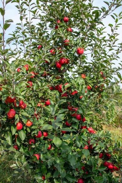 Intensive Apple Agriculture Orchard — Stock Photo, Image