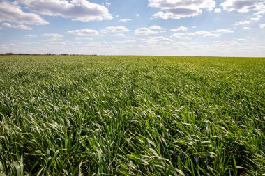 Kış buğdayı (Triticum aestivum). Ortaya çık, Yaprak Geliştirme ve Tillering (BCH 09-29)