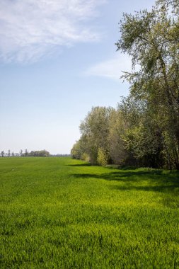 Kış buğdayı (Triticum aestivum). Ortaya çık, Yaprak Geliştirme ve Tillering (BCH 09-29)