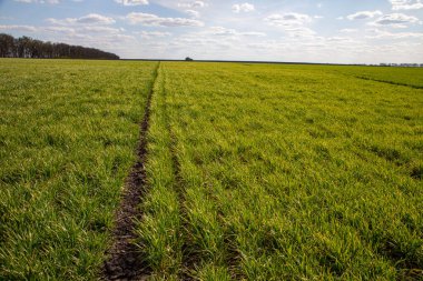 Kış buğdayı (Triticum aestivum). Ortaya çık, Yaprak Geliştirme ve Tillering (BCH 09-29)