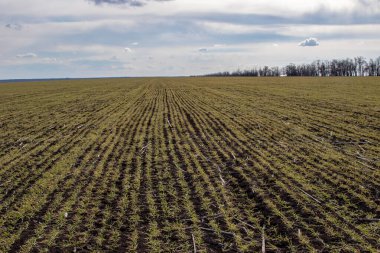 Kış buğdayı (Triticum aestivum). Ortaya çık, Yaprak Geliştirme ve Tillering (BCH 09-29)