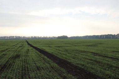 Kış buğdayı (Triticum aestivum). Ortaya çık, Yaprak Geliştirme ve Tillering (BCH 09-29)