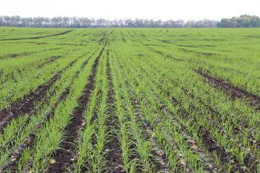 Kış buğdayı (Triticum aestivum). Ortaya çık, Yaprak Geliştirme ve Tillering (BCH 09-29)