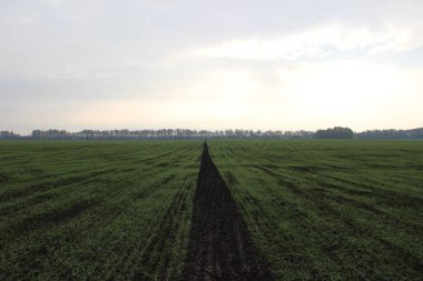 Kış buğdayı (Triticum aestivum). Ortaya çık, Yaprak Geliştirme ve Tillering (BCH 09-29)