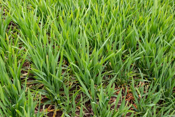 Winter Wheat Triticum Aestivum Emergence Leaf Development Tillering Bbch — Stock Photo, Image