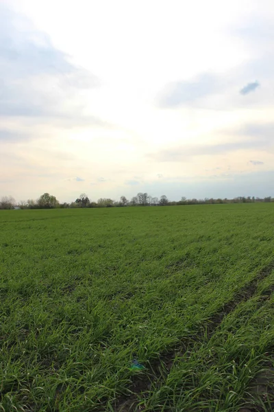 Kış buğdayı (Triticum aestivum). Ortaya çık, Yaprak Geliştirme ve Tillering (BCH 09-29)