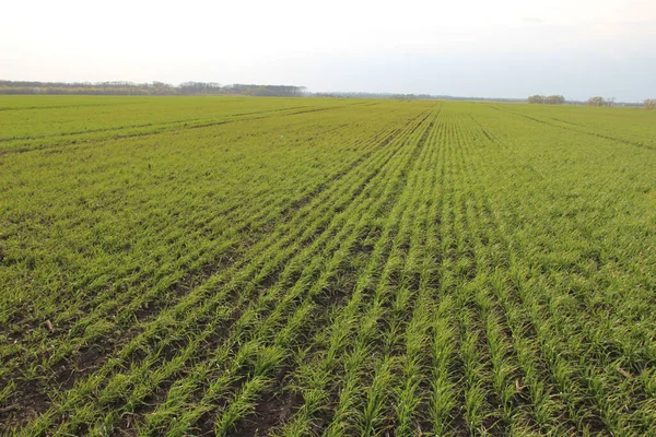 Kış buğdayı (Triticum aestivum). Ortaya çık, Yaprak Geliştirme ve Tillering (BCH 09-29)
