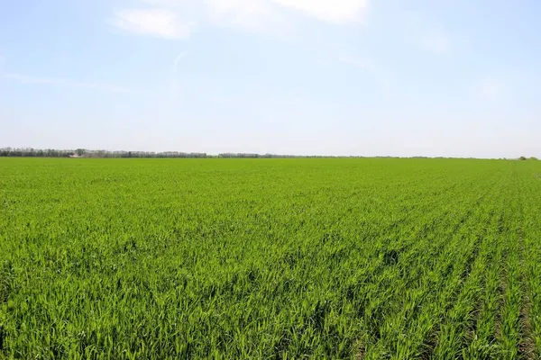 Kış buğdayı (Triticum aestivum). Ortaya çık, Yaprak Geliştirme ve Tillering (BCH 09-29)