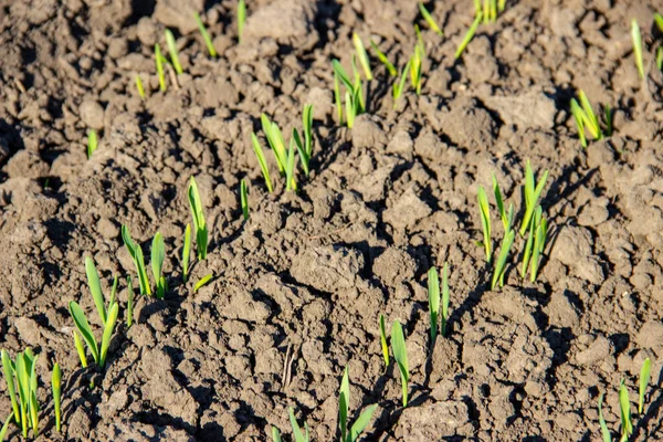 Kış buğdayı (Triticum aestivum). Ortaya çık, Yaprak Geliştirme ve Tillering (BCH 09-29)