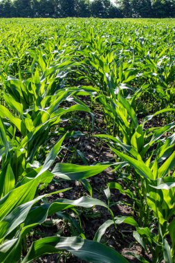 Mısır veya mısır (Zea mays). Darı tüm dünyada yaygın olarak yetiştirilir ve her yıl diğer tahıllardan daha fazla mısır üretilir.
