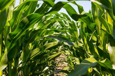 Mısır veya mısır (Zea mays). Darı tüm dünyada yaygın olarak yetiştirilir ve her yıl diğer tahıllardan daha fazla mısır üretilir.