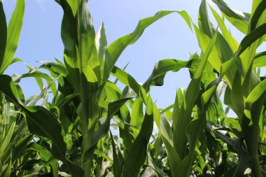 Mısır veya mısır (Zea mays). Darı tüm dünyada yaygın olarak yetiştirilir ve her yıl diğer tahıllardan daha fazla mısır üretilir.