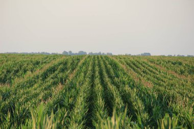 Mısır veya mısır (Zea mays). Darı tüm dünyada yaygın olarak yetiştirilir ve her yıl diğer tahıllardan daha fazla mısır üretilir.