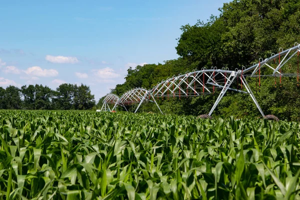 Mısır veya mısır (Zea mays). Darı tüm dünyada yaygın olarak yetiştirilir ve her yıl diğer tahıllardan daha fazla mısır üretilir.
