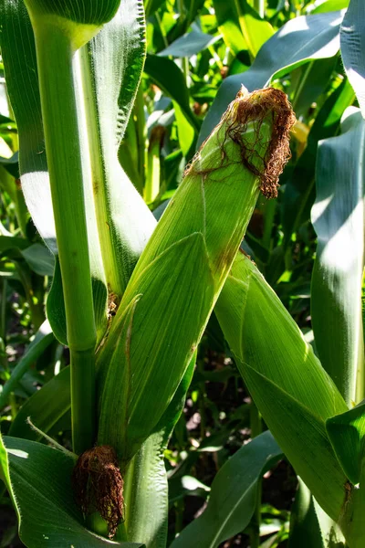 Mısır veya mısır (Zea mays). Darı tüm dünyada yaygın olarak yetiştirilir ve her yıl diğer tahıllardan daha fazla mısır üretilir.