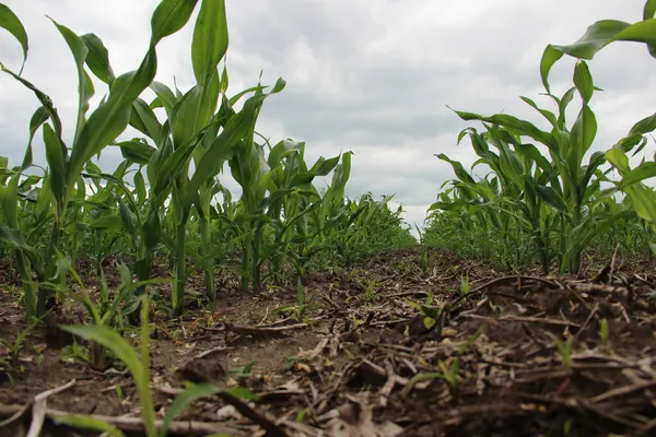 Mısır veya mısır (Zea mays). Darı tüm dünyada yaygın olarak yetiştirilir ve her yıl diğer tahıllardan daha fazla mısır üretilir.
