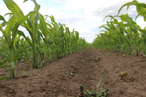 Mısır veya mısır (Zea mays). Darı tüm dünyada yaygın olarak yetiştirilir ve her yıl diğer tahıllardan daha fazla mısır üretilir.