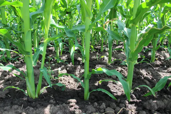 Mısır veya mısır (Zea mays). Darı tüm dünyada yaygın olarak yetiştirilir ve her yıl diğer tahıllardan daha fazla mısır üretilir.