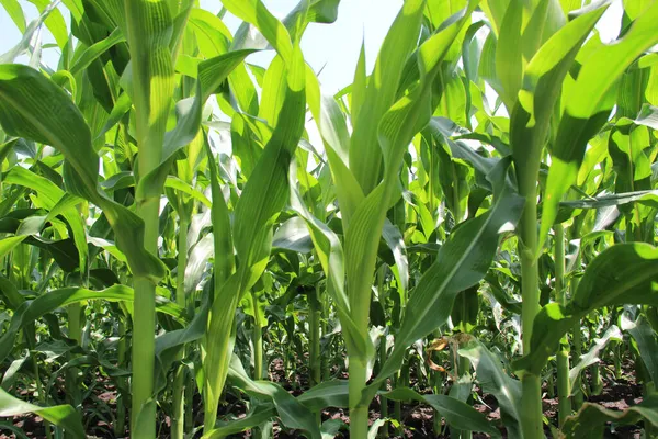 Mısır veya mısır (Zea mays). Darı tüm dünyada yaygın olarak yetiştirilir ve her yıl diğer tahıllardan daha fazla mısır üretilir.