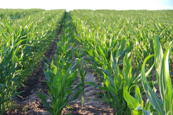 Mısır veya mısır (Zea mays). Darı tüm dünyada yaygın olarak yetiştirilir ve her yıl diğer tahıllardan daha fazla mısır üretilir.