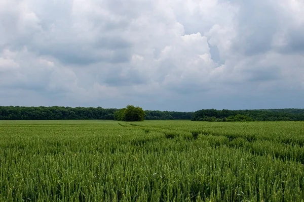 Blé Hiver Triticum Aestivum Est Une Variété Blé Qui Est — Photo