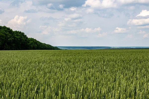 Winterweizen Triticum Aestivum Sind Weizenstämme Die Herbst Ausgesät Werden Keimen — Stockfoto