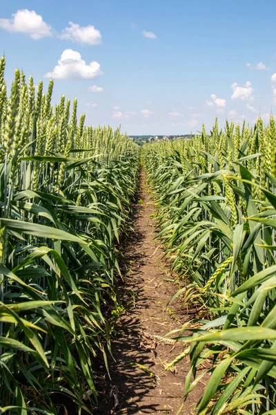 Kış buğdayı (Triticum aestivum), sonbaharda filizlenen ve kışın bitkisel hayatta kalan ve baharın başlarında büyümeye devam eden genç bitkilere dönüşen buğday türleridir.. 