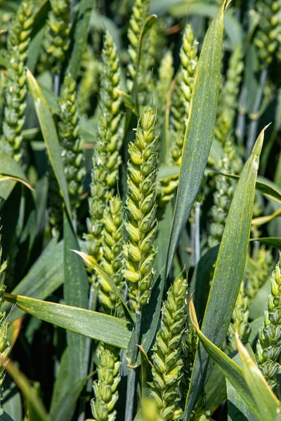 Winter wheat (Triticum aestivum) are strains of wheat that are sowing in the autumn to germinate and develop into young plants that remain in the vegetative phase during the winter and resume growth in early spring.