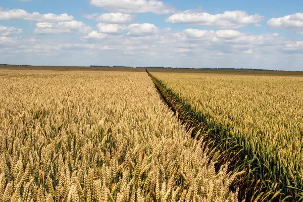 Winter wheat (Triticum aestivum) are strains of wheat that are sowing in the autumn to germinate and develop into young plants that remain in the vegetative phase during the winter and resume growth in early spring.