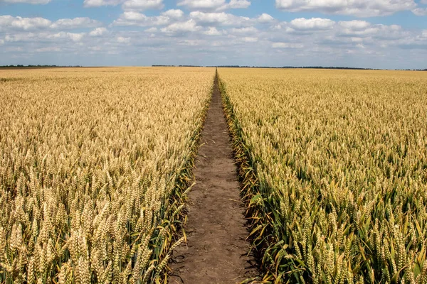 Winter wheat (Triticum aestivum) are strains of wheat that are sowing in the autumn to germinate and develop into young plants that remain in the vegetative phase during the winter and resume growth in early spring.