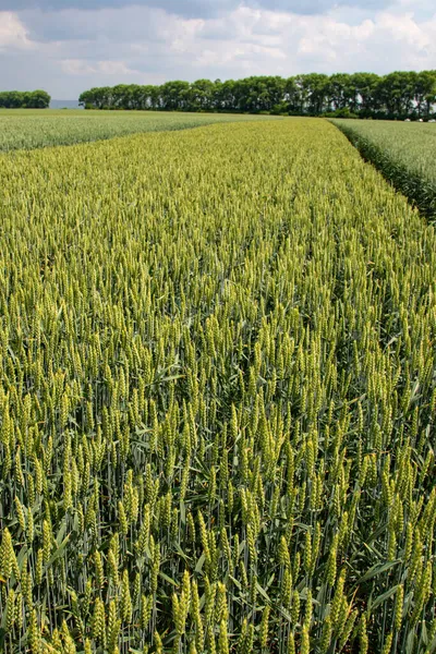 Winter wheat (Triticum aestivum) are strains of wheat that are sowing in the autumn to germinate and develop into young plants that remain in the vegetative phase during the winter and resume growth in early spring.