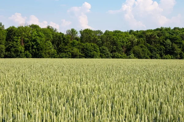 Winterweizen Triticum Aestivum Sind Weizenstämme Die Herbst Ausgesät Werden Keimen — Stockfoto