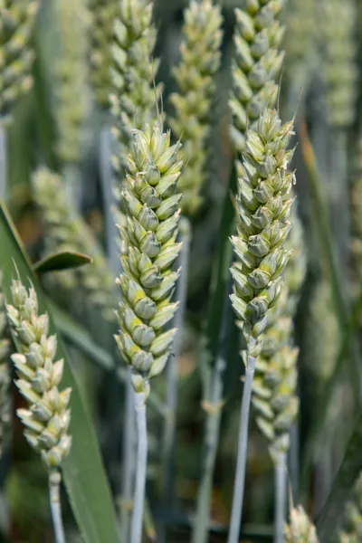 Winter wheat (Triticum aestivum) are strains of wheat that are sowing in the autumn to germinate and develop into young plants that remain in the vegetative phase during the winter and resume growth in early spring.