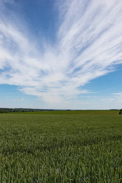 Blé Hiver Triticum Aestivum Est Une Variété Blé Qui Est — Photo