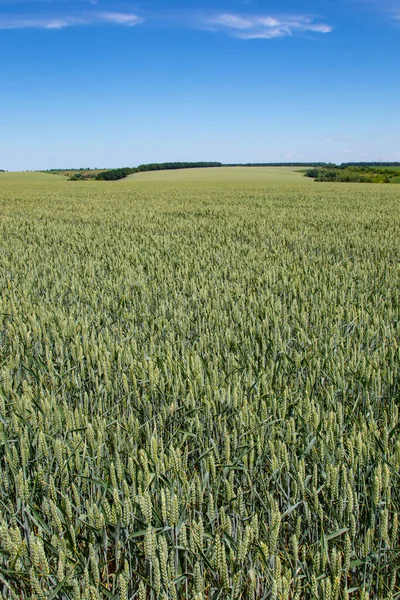 Blé Hiver Triticum Aestivum Est Une Variété Blé Qui Est — Photo