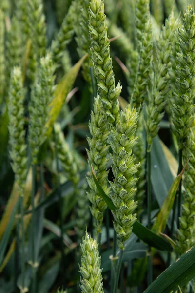 Winter wheat (Triticum aestivum) are strains of wheat that are sowing in the autumn to germinate and develop into young plants that remain in the vegetative phase during the winter and resume growth in early spring.