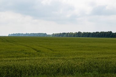 Kış buğdayı (Triticum aestivum), sonbaharda filizlenen ve kışın bitkisel hayatta kalan ve baharın başlarında büyümeye devam eden genç bitkilere dönüşen buğday türleridir.. 