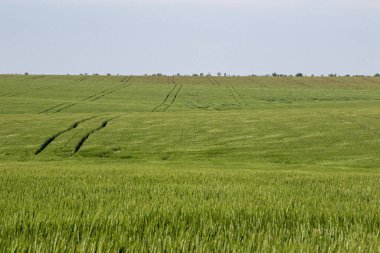 Kış buğdayı (Triticum aestivum), sonbaharda filizlenen ve kışın bitkisel hayatta kalan ve baharın başlarında büyümeye devam eden genç bitkilere dönüşen buğday türleridir.. 