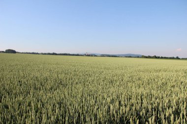 Kış buğdayı (Triticum aestivum), sonbaharda filizlenen ve kışın bitkisel hayatta kalan ve baharın başlarında büyümeye devam eden genç bitkilere dönüşen buğday türleridir.. 