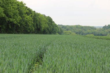 Kış buğdayı (Triticum aestivum), sonbaharda filizlenen ve kışın bitkisel hayatta kalan ve baharın başlarında büyümeye devam eden genç bitkilere dönüşen buğday türleridir.. 