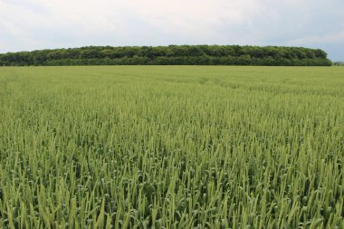 Kış buğdayı (Triticum aestivum), sonbaharda filizlenen ve kışın bitkisel hayatta kalan ve baharın başlarında büyümeye devam eden genç bitkilere dönüşen buğday türleridir.. 