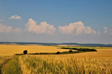 Kış buğdayı (Triticum aestivum), sonbaharda filizlenen ve kışın bitkisel hayatta kalan ve baharın başlarında büyümeye devam eden genç bitkilere dönüşen buğday türleridir.. 